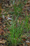 Godfrey's sedge